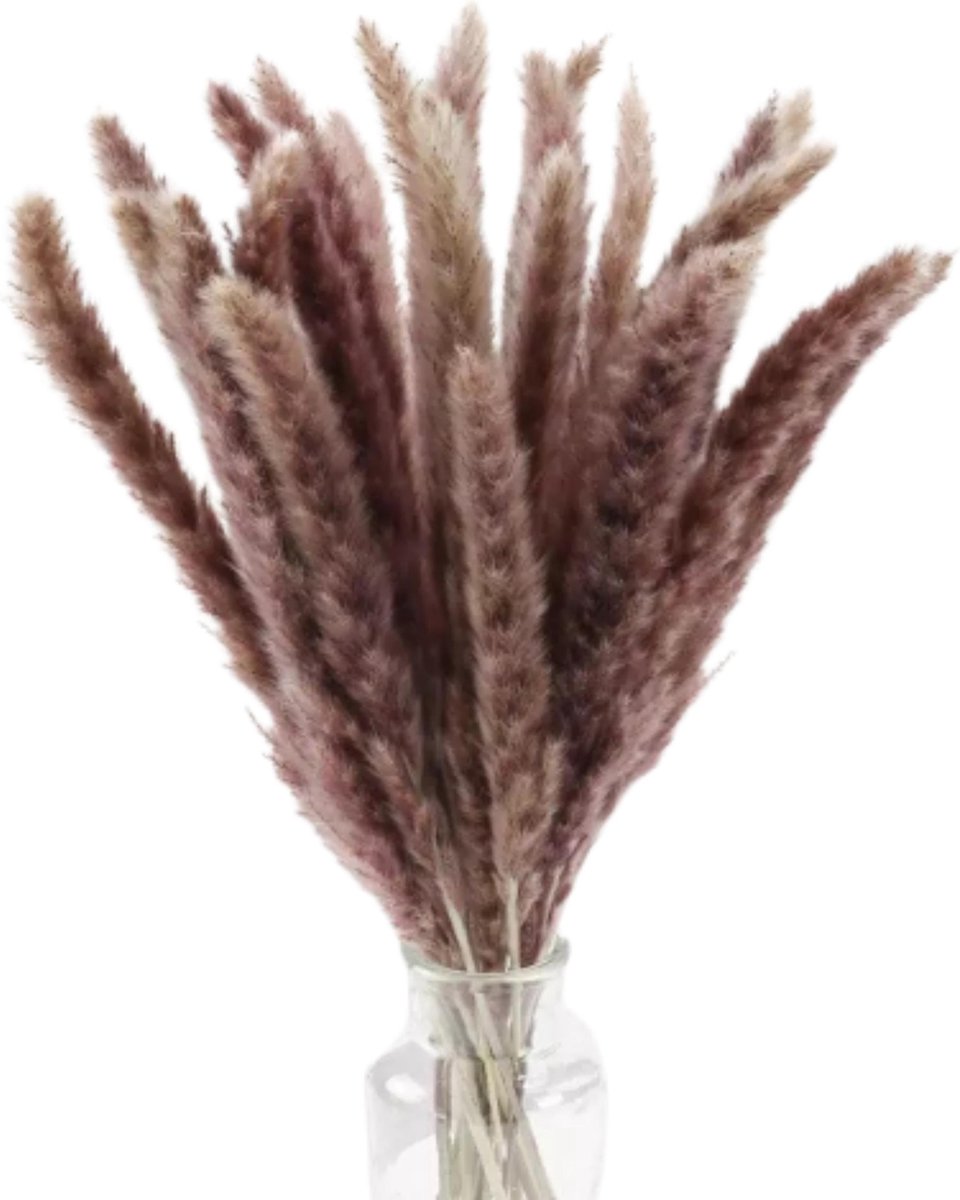 GLAEZ Pampas Pluimen Pampasgras 20 stuks 60 cm Pampas Gras Droogboeket Pampasgrass Cortaderi