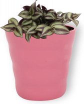 Kamerplant Tradescantia Violett Hill - ↕ ± 20cm - Ø 12cm - in roze pot