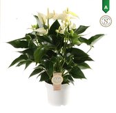 Anthurium White Champion - Kamerplant - 50cm