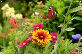 Tuinposter - Vlinder met bloemen - omgezoomde rand - 120x80cm