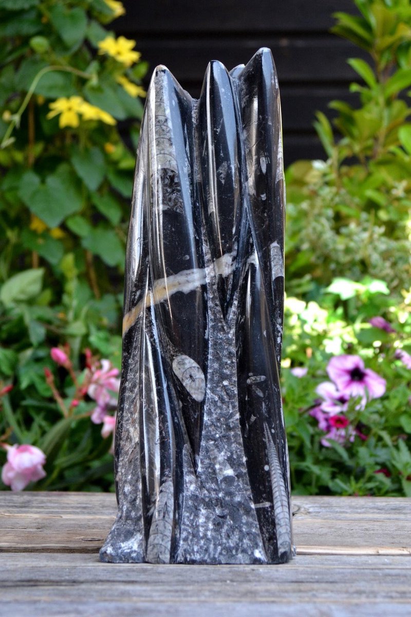 Orthoceras fossiel sculptuur - 3042 gram