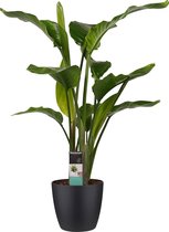 Decorum Strelitzia Nicolai - Kamerplant - Met Elho® Brussels Bloempot Zwart - 75cm