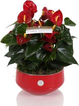 Anthurium Red - Kamerplant - Met Lucca Keramiek Bloempot - 35cm