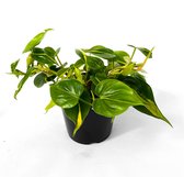 Philodendron Brazil Mooie Hangplant 19cm pot. Gevarieerde bladeren Kantoor Huiskamer Plant