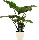 FloriaFor - Alocasia Portodora - Elho Brussels Soap - - ↨ 80cm - ⌀ 21cm