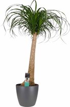 FloriaFor - Beaucarnea Recht Met Elho Brussels Antracite - - ↨ 90cm - ⌀ 24cm