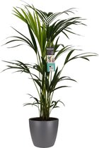 FloriaFor - Kentia Palm - Elho Brussels Antracite - - ↨ 100cm - ⌀ 21cm