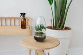 Growing Concepts Egg Medium terrarium - Coffea Arabica plant 25cm / 12cm / Glas - Terrarium: Medium terrarium