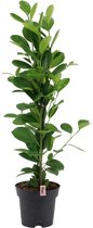 Ficus Microcarpa Moclame kamerplant | Plant Rebelz