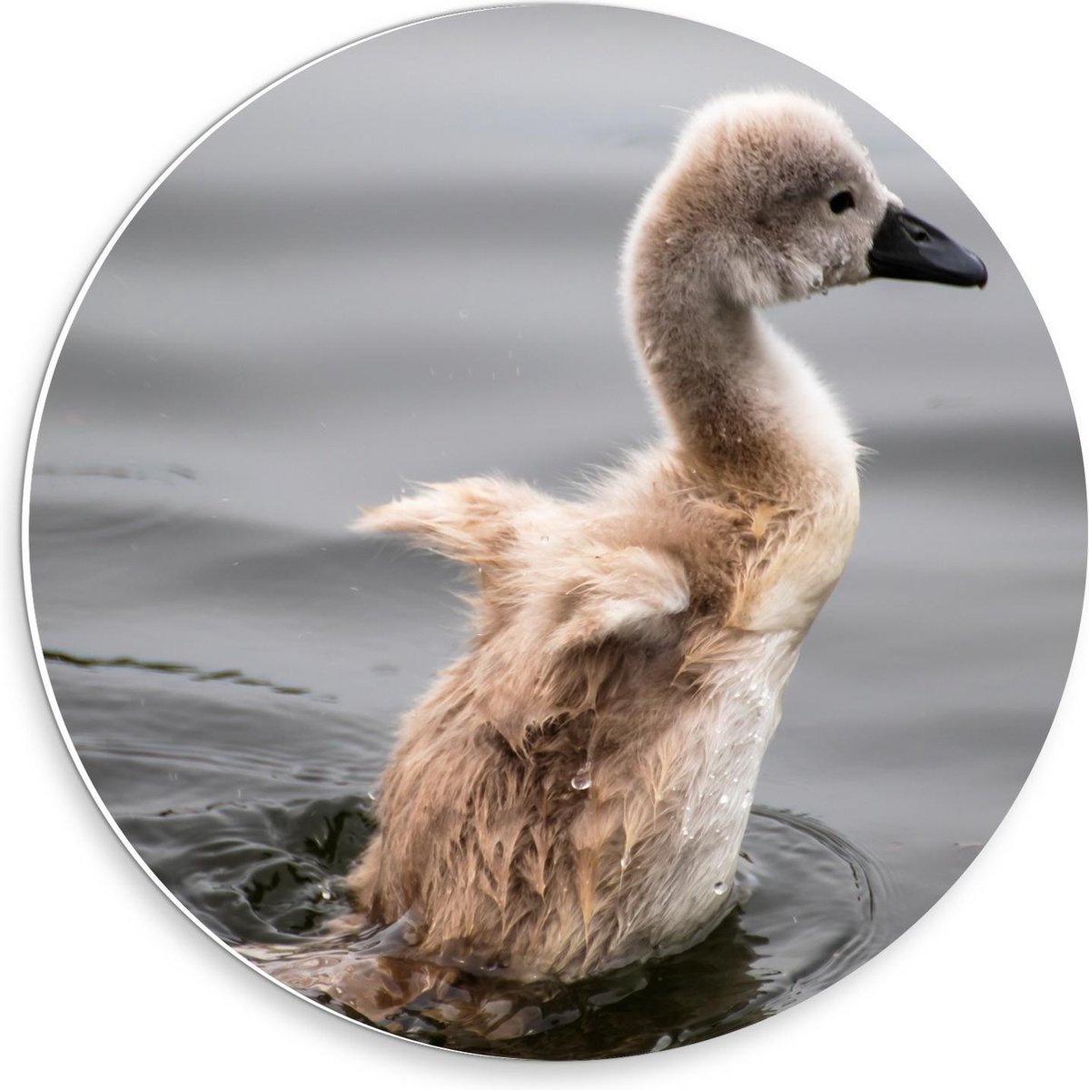 Forex Wandcirkel - Baby Eend in Water - 30x30cm Foto op Wandcirkel (met ophangsysteem)