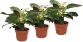 Set van 3 Kamerplanten - Philodendron White Wave - ±  25cm hoog - 12cm diameter