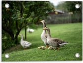 Tuinposter – Ganzen in Grasveld - 40x30cm Foto op Tuinposter  (wanddecoratie voor buiten en binnen)