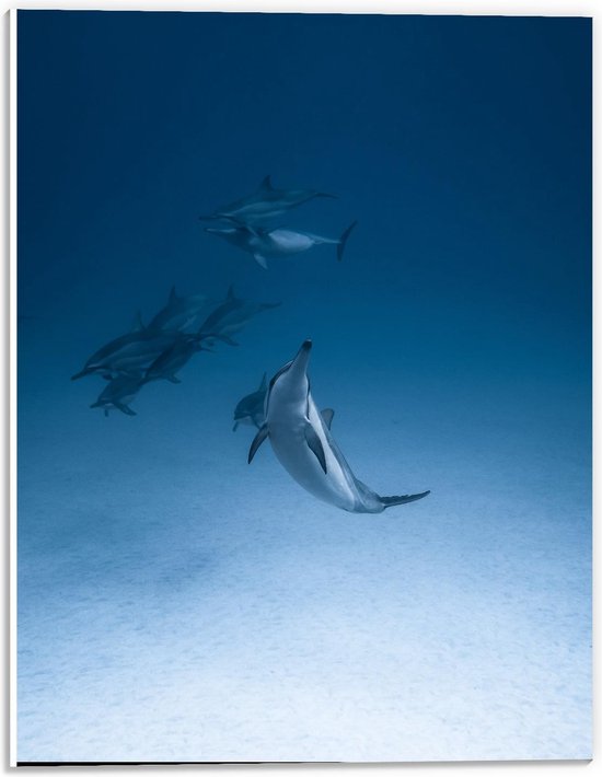 Forex - Zwemmende Dolfijnen in Water - 30x40cm Foto op Forex