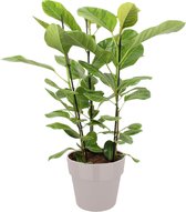 Kamerplant van Botanicly – Treurvijg in grijs pot als set – Hoogte: 105 cm – Ficus altissima