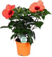 Bloem van Botanicly – Hibiscus rosa-sinensis Adonicus – Hoogte: 45 cm