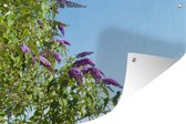 Tuindecoratie Vlinderstruik tegen blauwe hemel - 60x40 cm - Tuinposter - Tuindoek - Buitenposter