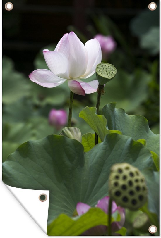 Witte lotus tussen andere bloemen