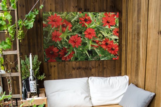 Affiche de jardin Fleurs de zinnia rouge pendant un après-midi ensoleillé 120x80 cm - Toile de jardin / Toile d'extérieur / Peintures pour l'extérieur (décoration de jardin)