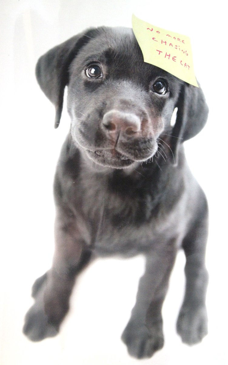 Luxe Wenskaart Zomaar - Hartelijk Gefeliciteerd - By Myrna - Hond Puppy - 14,5x21cm - Dubbele Kaart - Met Envelop - Luxe Wens Kaart - Greeting Card - 1 Stuks - In Folie Verpakt - Birthday - Geburtstag - Anniversaire - Gratis Verzonden