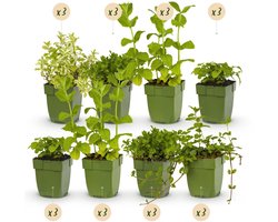 Green boutiQ - Borderpakket - Thee kruiden - 24 Vaste planten - 3 m2 - Diversen kleuren - Weinig Onderhoud - Pot 11cm