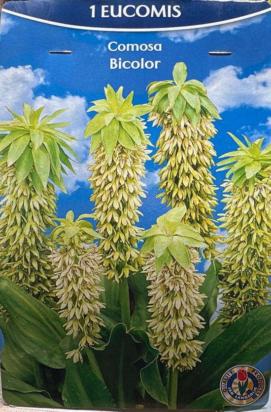 2 x Eucomis Comosa Bicolor bloembol (Ananaslelie) – bijzondere zomerbloeier