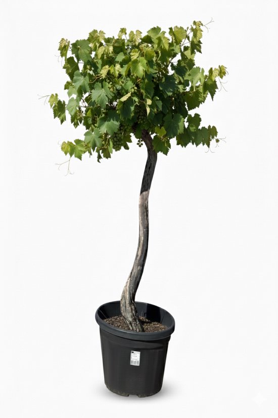 Druivenstruik in pot met dikke, gebogen stam, groene bladeren en kleine groene druiven.