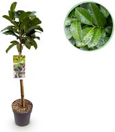 Green boutiQ - Tuinplant - Prunus lauroverasus Etna® - Plant op stam - Terras Plant - Bladhoudend - Weinig Onderhoud - Pot 19cm Hoogte 90cm