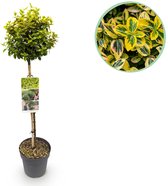 Green boutiQ - Tuinplant - Euonymus fortunei Emerald n Gold - Plant op stam - Terras Plant - Bladhoudend - Weinig Onderhoud - Pot 19cm Hoogte 90cm