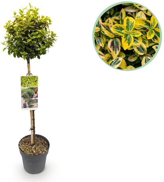 Euonymus fortunei Emerald n Gold sur tige avec gros plan sur feuilles vert-jaune.