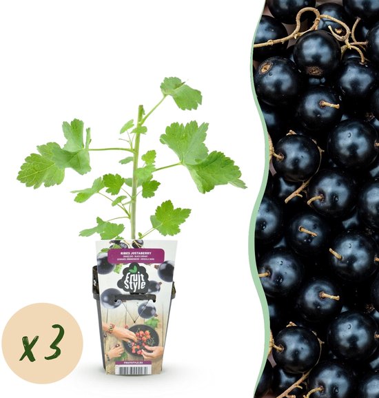 Green boutiQ - Fruitplanten - Jostabes - Ribes Jostabes - Winterhard - 3 Planten - Pot...