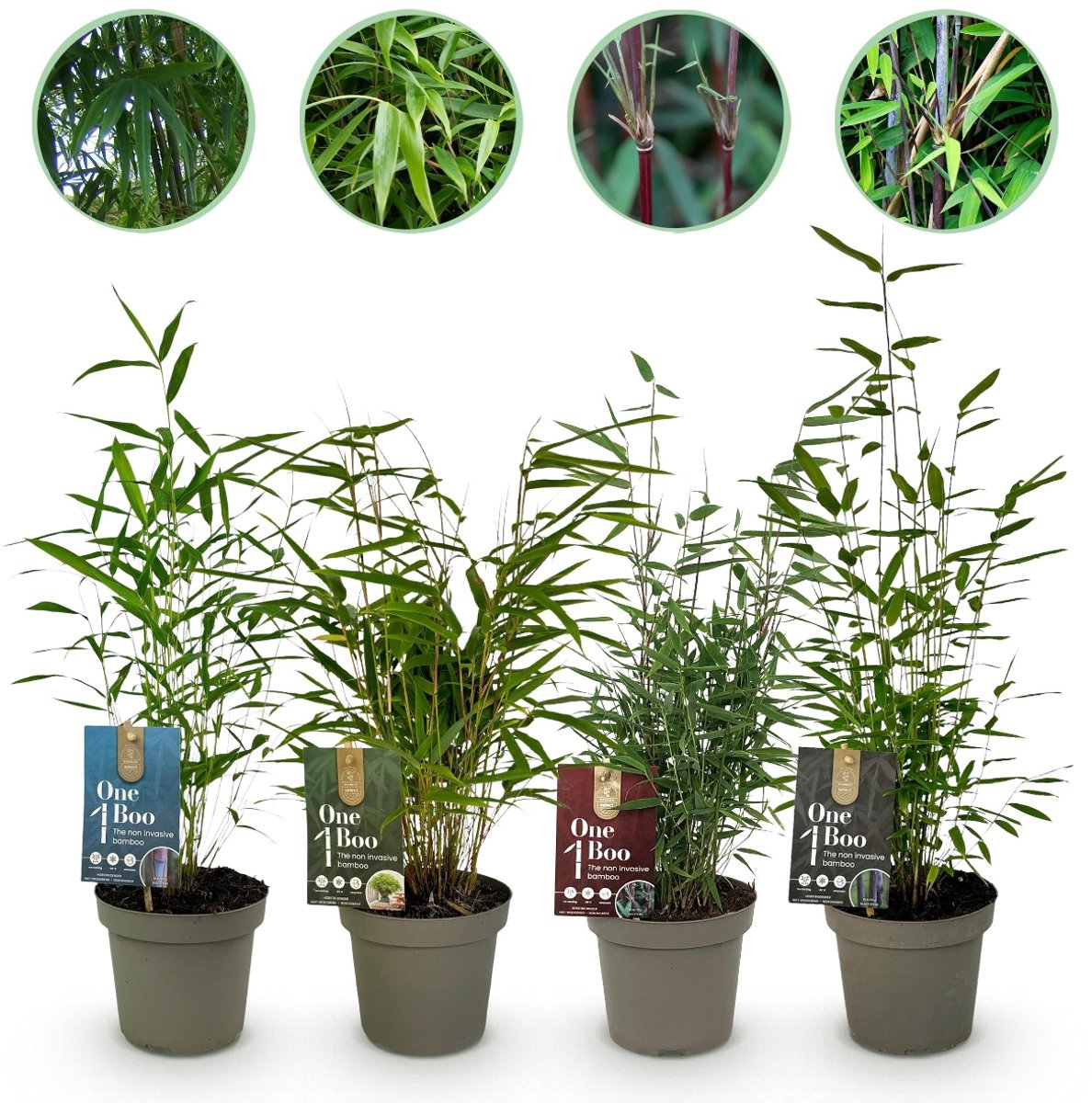 Green BoutiQ - Bamboe - Fargesia Mix Rainbow - Zwart, Rood, Blauw En Groen - 4 Planten - Bladhoudend - Niet Woekerend- Pot 14cm Hoogte 35cm