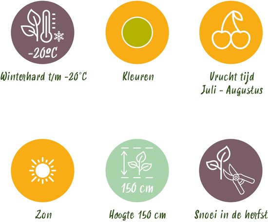 Illustraties van plantkenmerken: winterhard t/m -20°C, groene kleur, vrucht tijd juli - augustus, zon, hoogte 150 cm, snoei in de herfst.