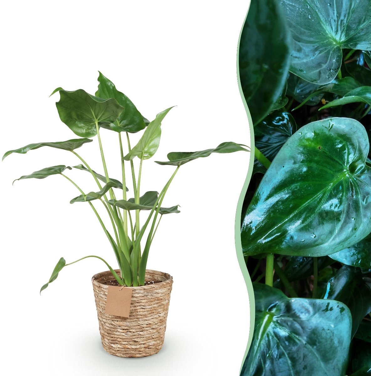 Green BoutiQ - Kamerplanten - Alocasia Cucullata - Boeddha,s hand - Weinig onderhoud - met mand - Groen - 1 Plant - Pot 21cm - Hoogte 65-70cm
