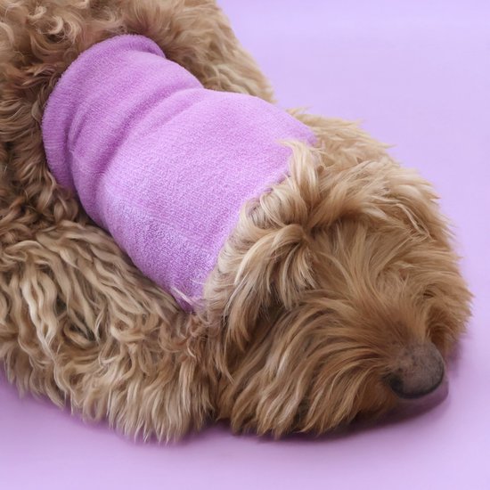 Bruine hond met lila paarse oorbeschermer om, op een lila paarse achtergrond.