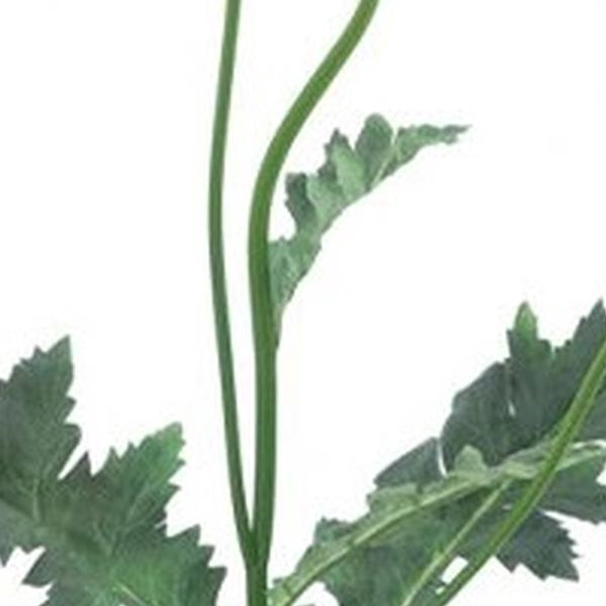 Erutan avon - Poppy spray Casper lavender 93 cm