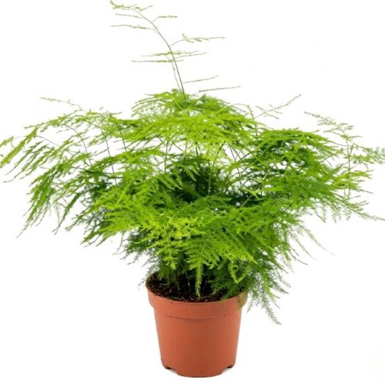 Asparagus plumosus kopen