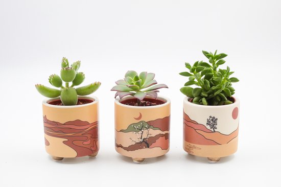 Ikhebeencactus | Cactus en vetplanten mix in Desert Sierpot | set van 3 stuks | Met deze voordeelset ben jij in 1x klaar | Cadeautip