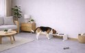 Beagle eet uit een dubbele voerbak op een verhoogd wit station in een woonkamer.