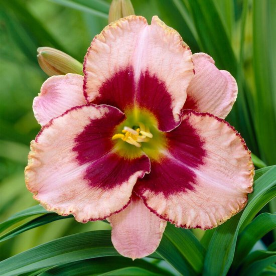 Daglelie (Hemerocallis) - Daring Deception - Vaste planten - Bijen-Vlinders - Snijbloemen - Geurend - Zomerbollen - bloeit in Juni / Juli / Augustus