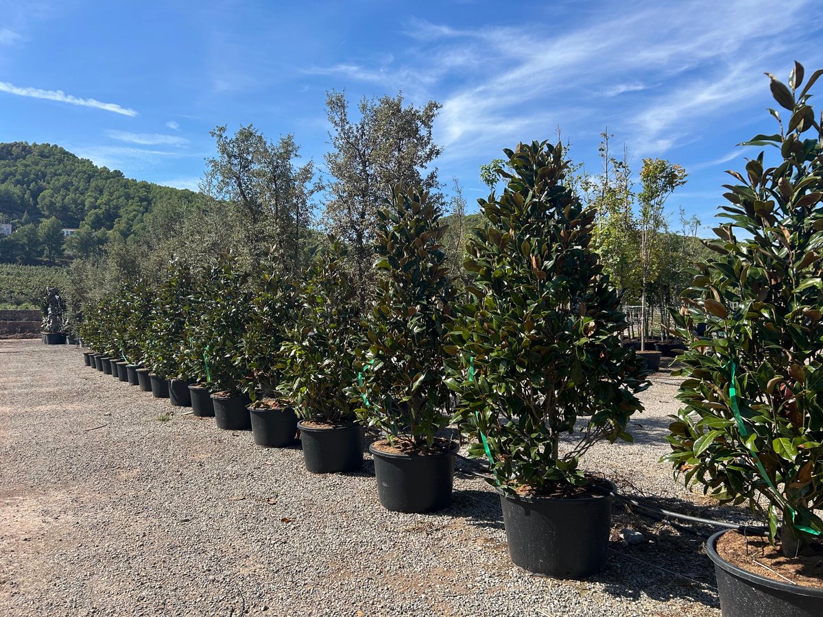 Sunny Tree - Magnolia Grandiflora ‘Gallisoniensis’ - 240 cm - Magnoliaboom - Witte bloemen - Tuinplant - Smalle laanboom - Winterhard