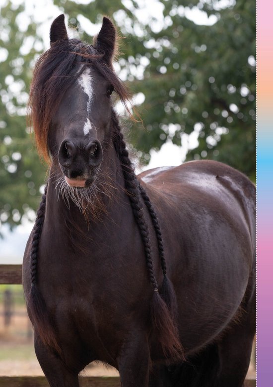Penny XXL Lenteboek 2026 - Vakantieboek voor Kinderen - Doeboek - Vakantie - Paard - Paarden Spullen - Paardencadeaus - Tekenen - Posters - Strips - Puzzels - Puzzel - kleurboek - Tekenboek - Pony - Veulen - Creatief knutselboek