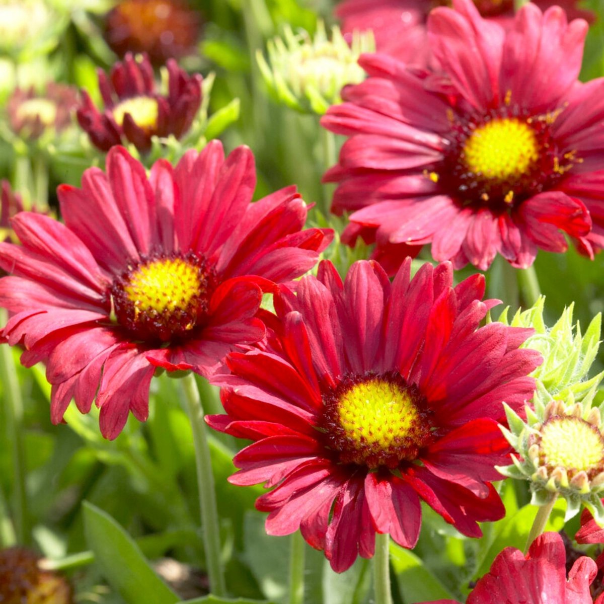 Kokardebloem (Gaillardia) - Burgunder - (Driepack) - Snijbloemen - Vaste planten - bloeit in Juni / Juli / Augustus / September