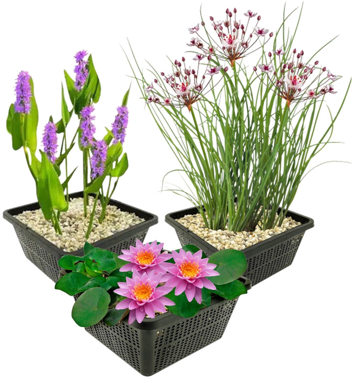vdvelde.com - Roze waterlelie voor vijver - Compleetset met plantmand, substraat en meststof - Winterharde meerjarige waterplant - Direct plantklaar - Rijke bloei