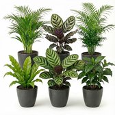 Een set van zes kamerplanten in donkergrijze potten, waaronder een Calathea, Areca palm en een vogelbekdier plant.