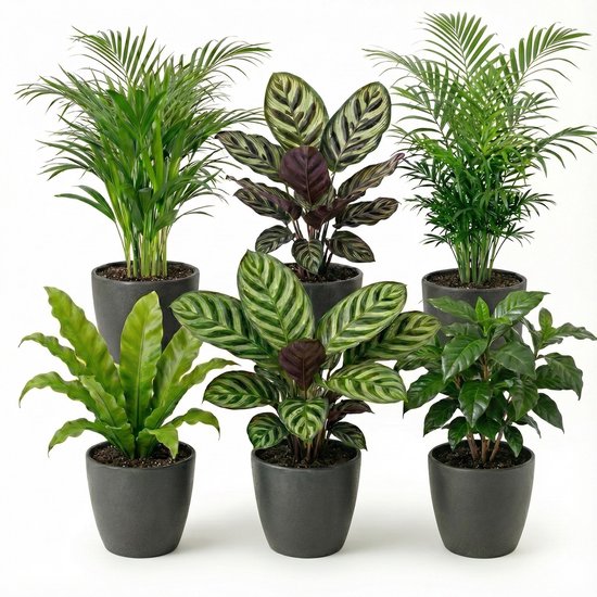 vdvelde.com - Kamerplanten set 6 stuks met antraciet pot - Luchtzuiverende planten onderhoudsvriendelijk - Moderne groene planten voor thuis & kantoor - Huisdiervriendelijk - Ø12 cm, ca. 30-40 cm