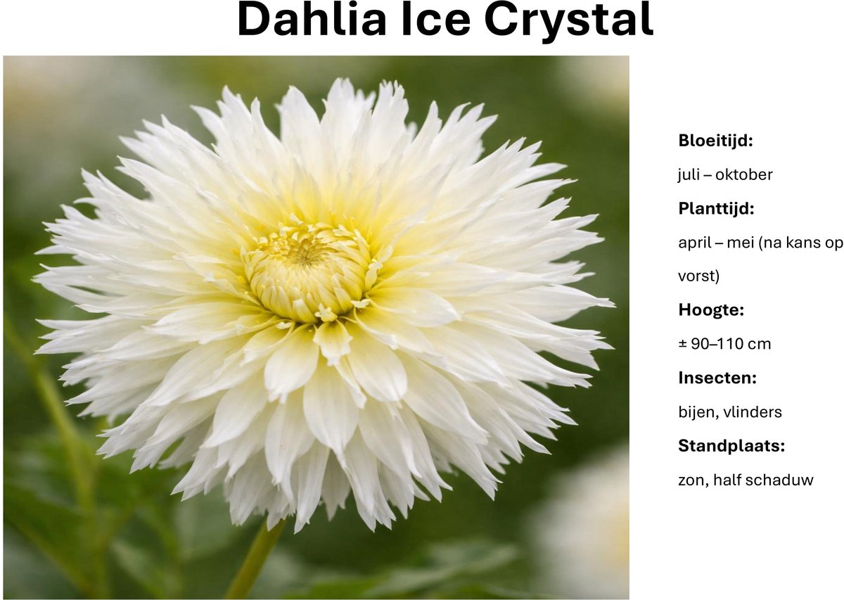 Dahlia knollen - Ice Crystal - Wit/Citroengele Dahlia - 3 knollen