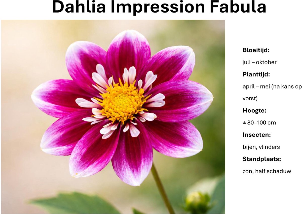 Dahlia knollen - Impression Fabula - Paars witte Dahlia - 3 knollen