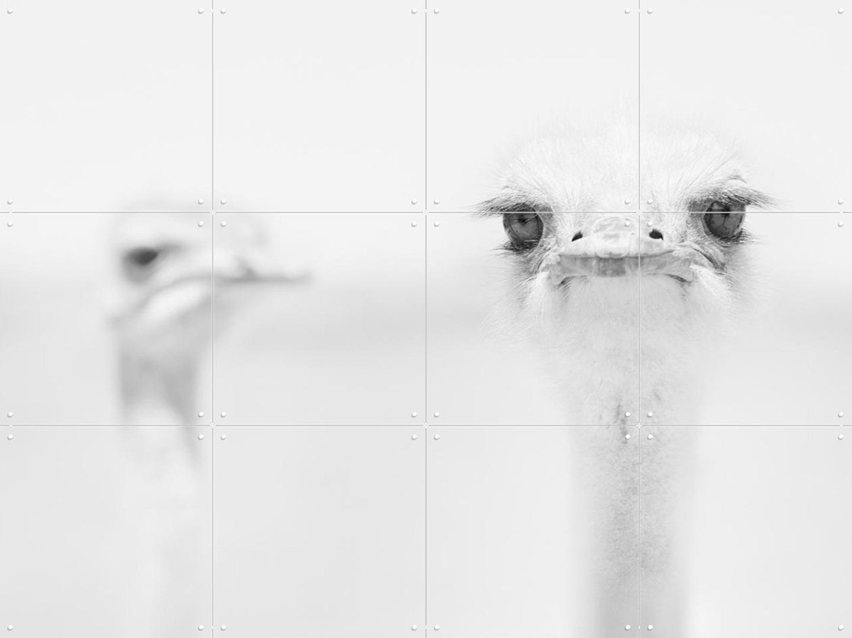 IXXI Funny Ostrich, Carlo Tonti & Various - 80 x 60 cm - Gratis ophangtool - Grote wanddecoratie en posters - Speels, Fotografie, Woonkamer