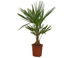 Palmen-Stunt - Trachycarpus Fortunei - palmboom - hoogte 110/130cm - 10L pot - Stamhoogte 30cm - winterharde palmbomen voor buiten