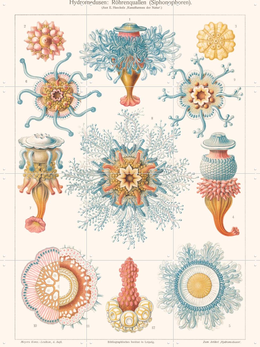 IXXI Hydromedusen, Aster Edition - 60 x 80 cm - Gratis ophangtool - Grote wanddecoratie en posters - Kleurrijk, Illustraties, Vintage, Houtsnede